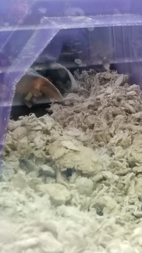 Pet Supply Store «Petco Animal Supplies», reviews and photos, 1333 Centennial Ave, Piscataway Township, NJ 08854, USA