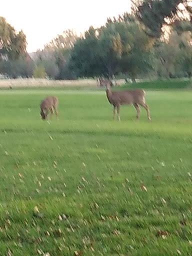 Golf Course «Fox Run Golf Course», reviews and photos, 3001 Macineery Dr, Council Bluffs, IA 51501, USA