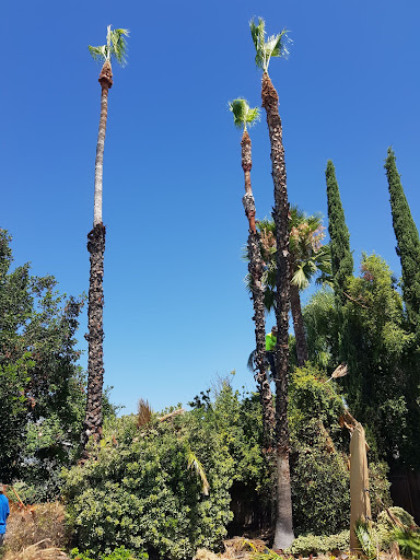 Juans Gardening service and landscaping tree service in Ontario ca