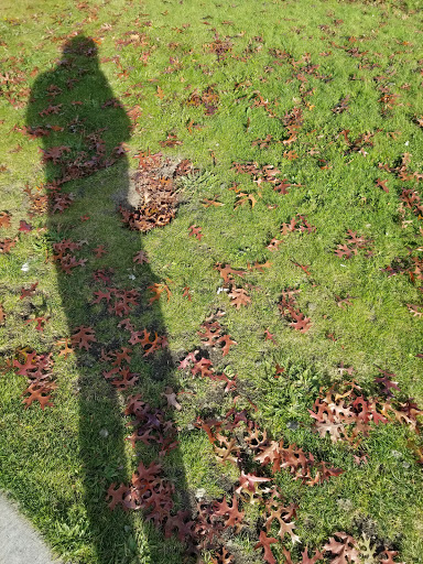 Park «Lake Union Park», reviews and photos, 860 Terry Ave N, Seattle, WA 98109, USA