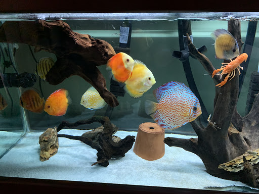 Tropical Fish Store «Jack Wattley Discus», reviews and photos, 6944 NE 4th Ave, Miami, FL 33138, USA