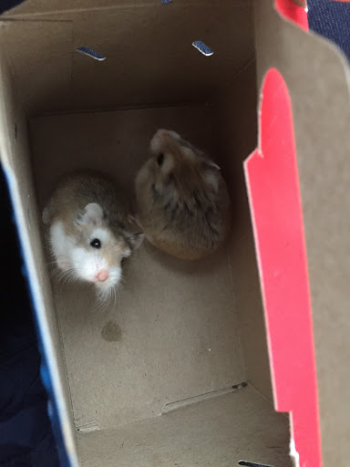 Pet Supply Store «Petco Animal Supplies», reviews and photos, 1753 St Lucie W Blvd, Port St Lucie, FL 34986, USA