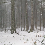 Photo n°4 de l'avis de Antonio.i fait le 07/01/2020 à 11:20 sur le  Abete Bianco à Pescopennataro