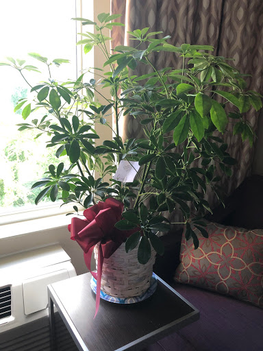 Florist «The Orchid Florist», reviews and photos, 1 Chase Ave, Waterbury, CT 06704, USA