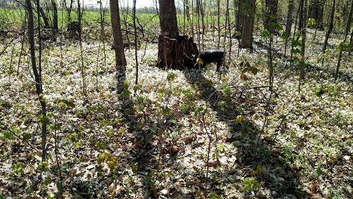 Nature Preserve «DeVries Nature Conservancy», reviews and photos, 2635 N Michigan 52, Owosso, MI 48867, USA