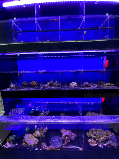 Tropical Fish Store «Lovely Pets Aquarium Store», reviews and photos, 69 Parkingway, Quincy, MA 02169, USA