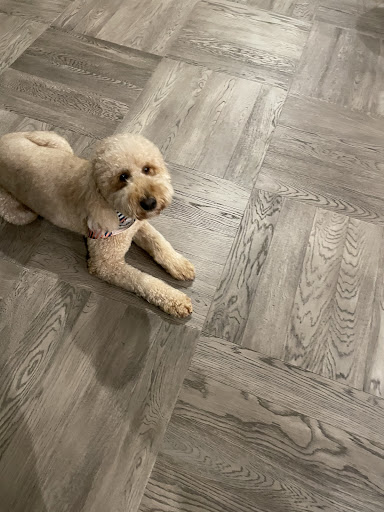 Pet Supply Store «PetSmart», reviews and photos, 7061 Youree Dr, Shreveport, LA 71105, USA