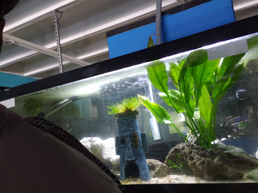 Aquarium «Skoolz of Fish», reviews and photos, 1503 Chamberlayne Ave, Richmond, VA 23222, USA