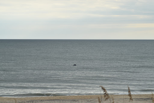 Bicycle Rental Service «Ocean Rentals Ltd.», reviews and photos, 577 Sandbridge Rd, Virginia Beach, VA 23456, USA