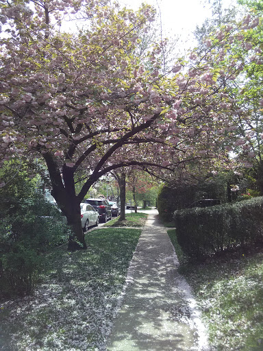 Stadium «Forest Hills Stadium», reviews and photos, 1 Tennis Pl, Forest Hills, NY 11375, USA