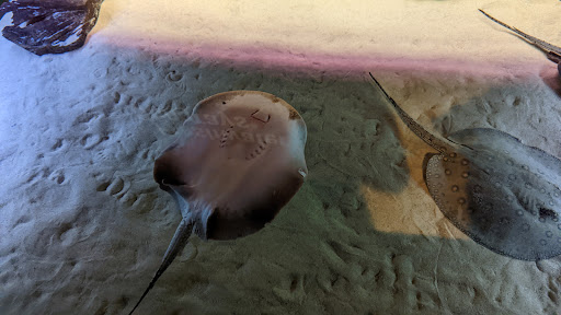 Science Museum «MOST Syracuse (Museum of Science & Technology)», reviews and photos, 500 S Franklin St, Syracuse, NY 13202, USA