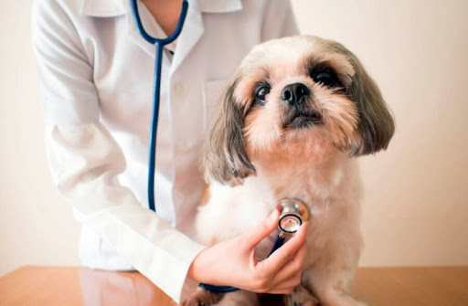 Clínica Veterinaria Goya en Córdoba