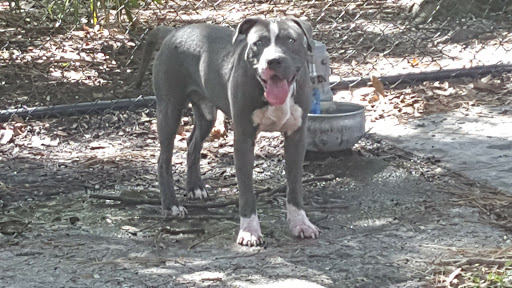 Park «Northeast Park and Paw Place», reviews and photos, 4630 E Bay Dr, Clearwater, FL 33764, USA