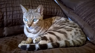 Un Coin De Félitude: pension et comportementaliste pour chats (cat-sitting également) à Mezeray