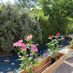 Photo n° 3 de l'avis de Jonathan.h fait le 05/01/2021 à 16:04 pour LA FLEUR MA MUSE à Velars-sur-Ouche