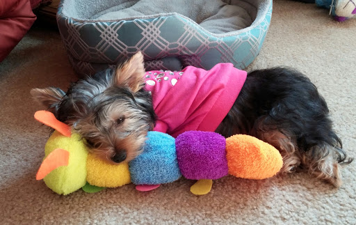 Pet Store «PetSmart», reviews and photos, 6545 North Grand Parkway West Suite 104, Spring, TX 77389, USA