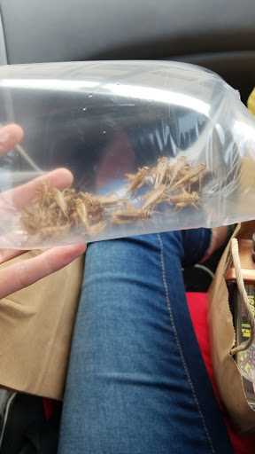 Pet Supply Store «Zen Pets», reviews and photos, 260 Valley St, South Orange, NJ 07079, USA