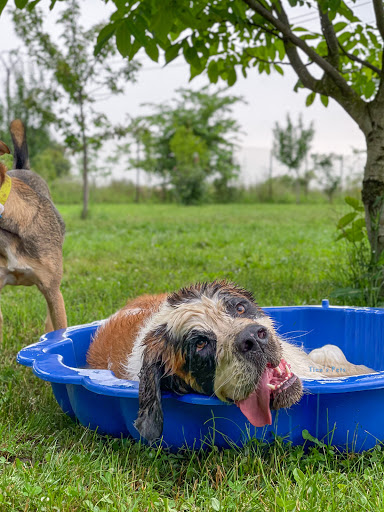 Tina’s Pets Dog Walker & Pet Sitter