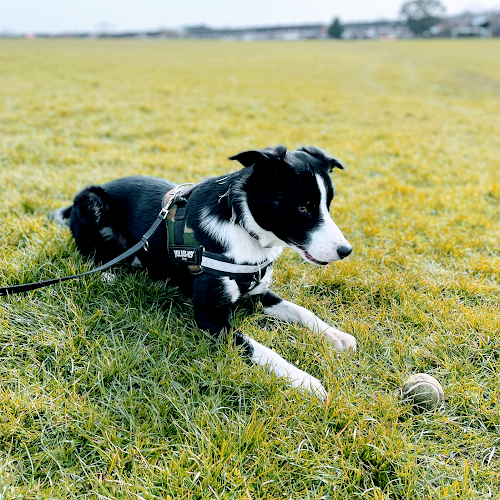 Reviews of That'll Do Academy - Border Collie Specialist Trainer in Liverpool - Dog trainer