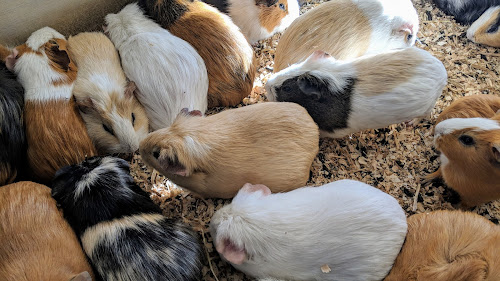 Guinea Pig Petting Zoo Zoo In Tokyo Japan Top Rated Online