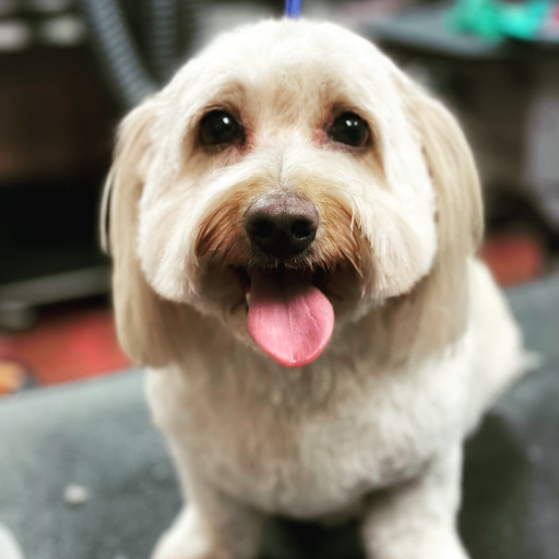 Pet Supply Store «Woof Gang Bakery & Grooming Abacoa», reviews and photos, 5440 Military Trail #7, Jupiter, FL 33458, USA