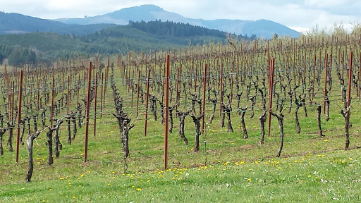 Winery «Apolloni Vineyards», reviews and photos, 14135 NW Timmerman Rd, Forest Grove, OR 97116, USA