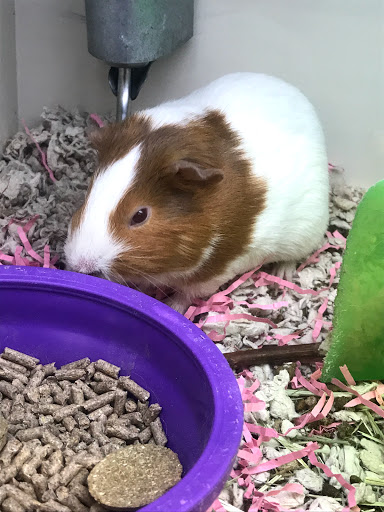 Pet Supply Store «Pet Supplies Plus», reviews and photos, 2912 Council Tree Ave #100, Fort Collins, CO 80525, USA