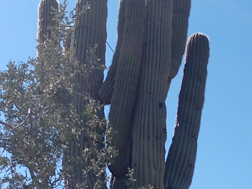 Golf Club «Coyote Lakes Golf Club», reviews and photos, 18800 N Coyote Lakes Pkwy, Surprise, AZ 85374, USA