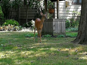 Brainard Park - photo 82
