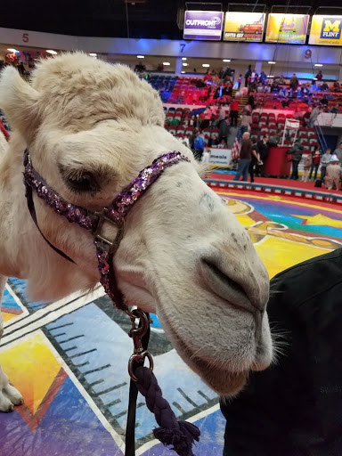 Ice Skating Rink «Dort Federal Credit Union Event Center», reviews and photos