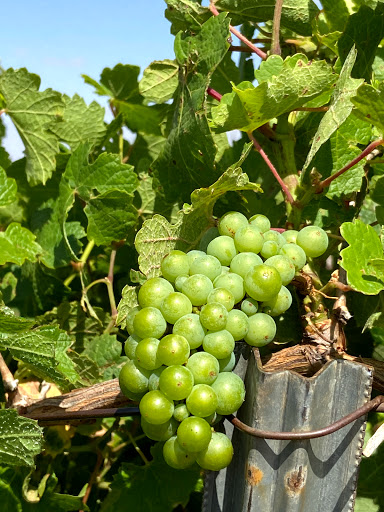 Winery «Pheasant Ridge Winery», reviews and photos, 3507 E County Road 5700, Lubbock, TX 79403, USA