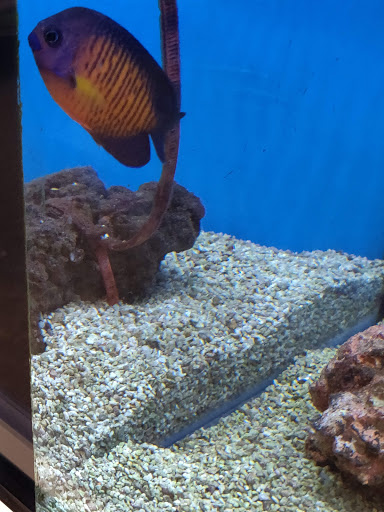 Pet Supply Store «Petco Animal Supplies», reviews and photos, 3194 FM407, Highland Village, TX 75077, USA