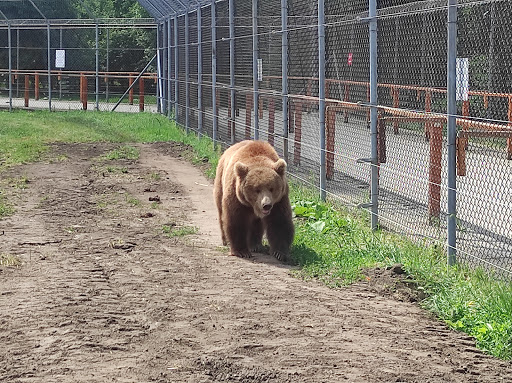 Bear Farm