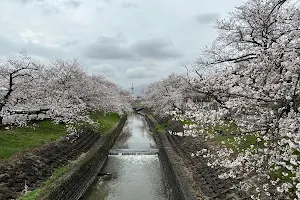 Takada 1000 Sakura image