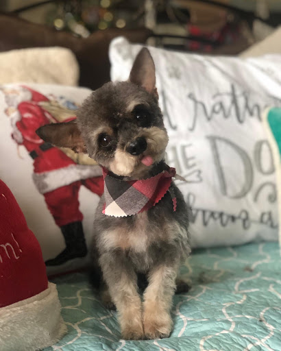 Pet Groomer «The Fetch House», reviews and photos, 130 W Washington St, Madison, GA 30650, USA