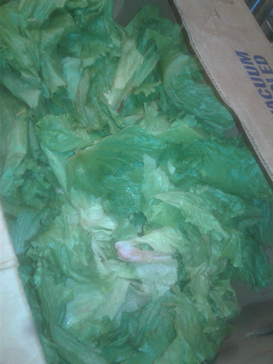 Thrift Store «Savers», reviews and photos, 2110 S Power Rd, Mesa, AZ 85208, USA