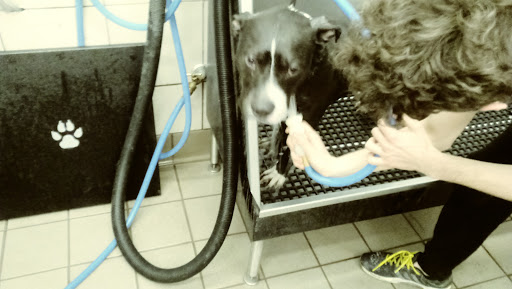 Pet Supply Store «Pet Supplies Plus», reviews and photos, 9 Waukegan Rd, Deerfield, IL 60015, USA