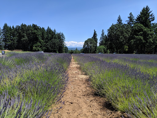 Farm «Oregon Lavender Farm», reviews and photos, 20949 S Harris Rd, Oregon City, OR 97045, USA