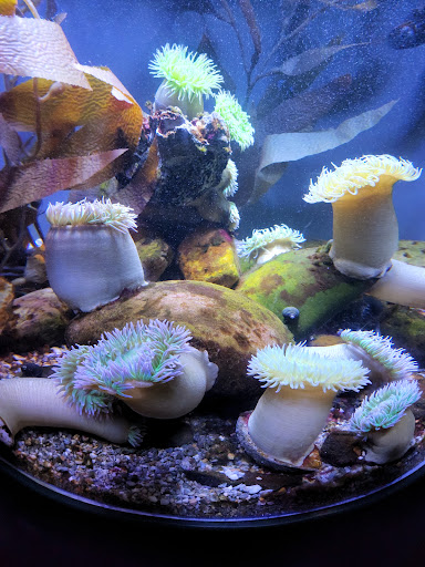 Aquarium «Audubon Aquarium of the Americas», reviews and photos, 1 Canal St, New Orleans, LA 70130, USA