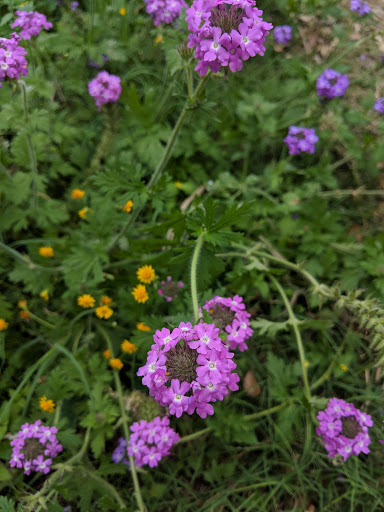 Nature Preserve «McAllen Nature Center», reviews and photos, 4101 U.S. 83 Business, McAllen, TX 78501, USA