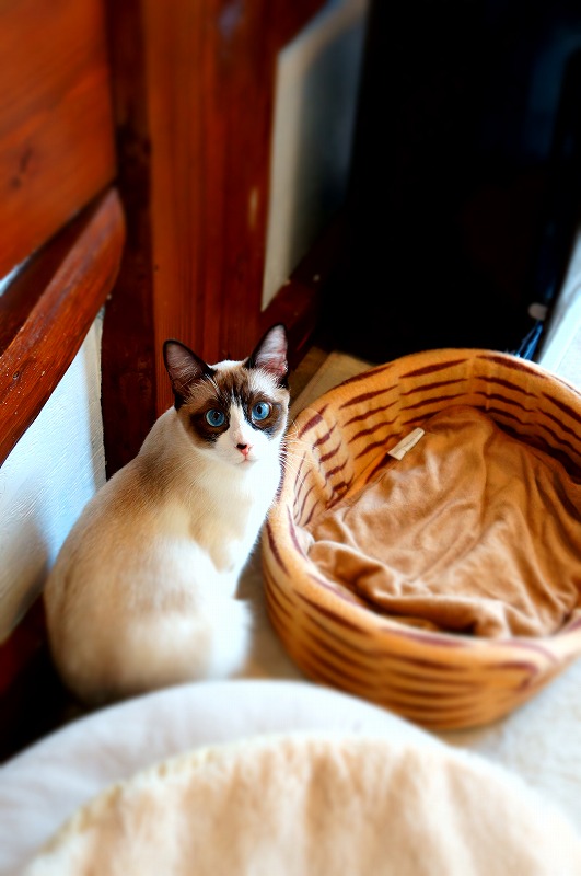 猫カフェ コロン 佐賀県佐賀市中央本町 カフェ 喫茶 グルコミ