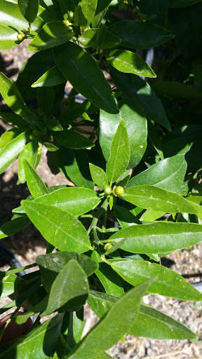 Florist «Bald Mountain Nursery», reviews and photos, 6195 Bald Mountain Rd, Browns Valley, CA 95918, USA