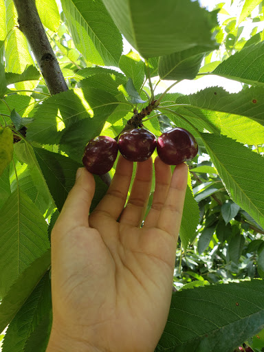 Produce Market «Washington Fruit Place At Barrett Orchards», reviews and photos, 1209 Pecks Canyon Rd, Yakima, WA 98908, USA