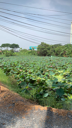 Top 20 cửa hàng cây kiểng Huyện Ba Vì Hà Nội 2022