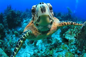 Made in Water Excursions - Snorkelling, Underwater photos and Diving in Bahamas image