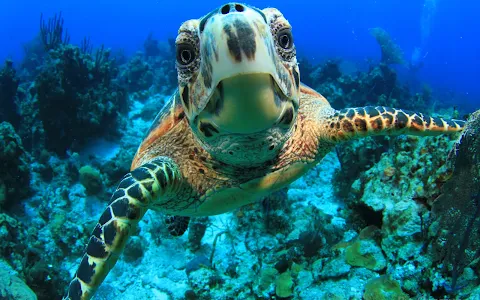 Made in Water Excursions - Snorkelling, Underwater photos and Diving in Bahamas image