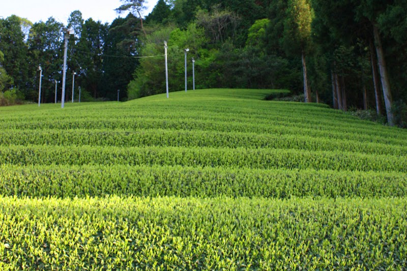 （株）矢野園