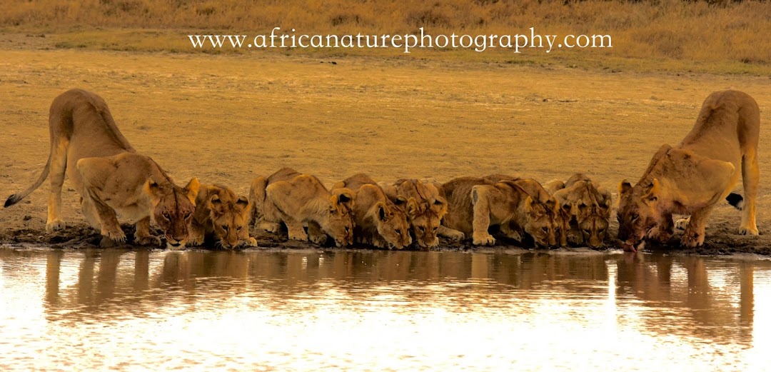 Africa Nature Photography & Safaris