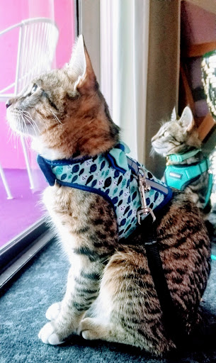 Pet Supply Store «Petco Animal Supplies», reviews and photos, 10190 W McDowell Rd, Avondale, AZ 85323, USA