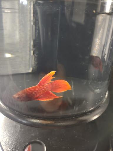 Pet Supply Store «Mellisa’s PET DEPOT», reviews and photos, 83 Faunce Corner Mall Rd, Dartmouth, MA 02747, USA